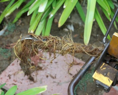 How To Deal With Tree Roots In Sewer Line